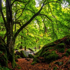 Fototapeta premium Serene Forest Scene with Mossy Rocks and Trees.