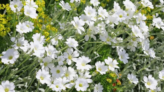 Blooming white cerastium growing in flower bed, perennial flowering plants
