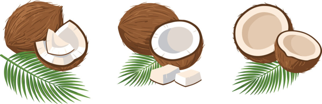 Fresh Organic Coconut Vector Set with Whole, Half, Broken Slices, Cubes, and Green Palm Leaves for Tropical Food Product Packaging and Design Elements