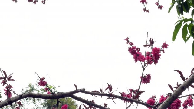 Close up of blooming pink peach blossom tree branches framing the composition against an overcast white cloudy sky, offering ample copy space for text. Spring nature background with negative space.