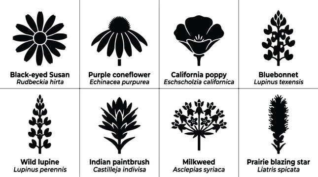 Wildflower Icons Set: Black-eyed Susan, Purple Coneflower, California Poppy, Bluebonnet, Wild Lupine, Indian Paintbrush, Milkweed, Prairie Blazing Star Vector Graphics