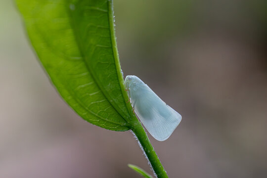White Planthopper on a Green Leaf Macro