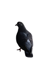 Obraz premium Transparent Pigeon Perched