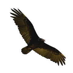 Obraz premium Transparent Turkey Vulture Flying