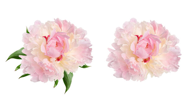 Two soft pink peony flowers (Paeonia lactiflora) isolated on white background. Lush double blooms with layered petals, suitable for floral design, wedding invitations, greeting cards.