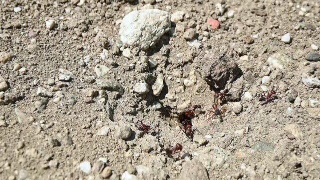 group of ants working outside their nest