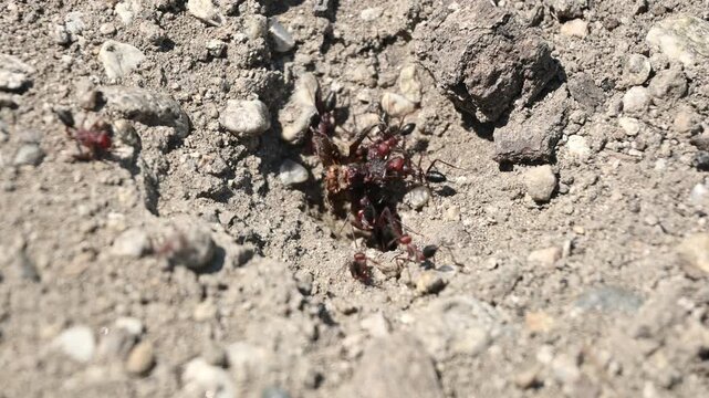 group of ants working outside their nest