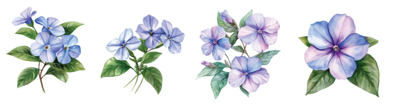 Minimal yet artistic elements for creative designs. hand-drawn paint, Simple Illustration, A beautiful painting of vinca flower, EPS format, isolated on a white background
