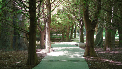 Obraz premium A winding path leads through a serene, sunlit grove of tall trees