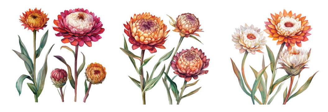 Watercolor design, Minimal yet artistic elements for creative designs. hand-drawn paint, Simple Illustration, A beautiful painting of strawflower, EPS format, isolated on a white background