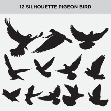 12 Flying Pigeon Bird Silhouettes Collection Vector Set Isolated on White Background
