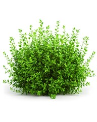 Obraz premium A dense low green bush isolated on a white background.