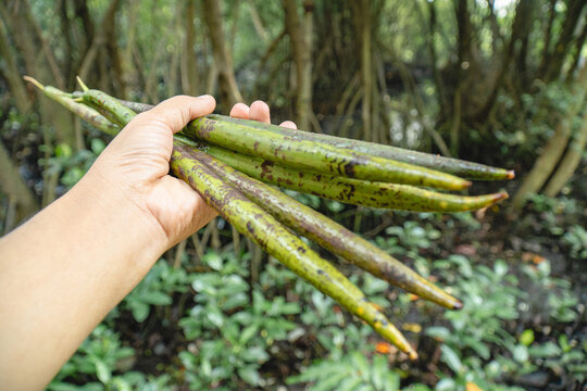 Hand holding mangrove propagules in a tropical coastal forest, highlighting natural regeneration, wetland restoration, and the importance of mangrove ecosystem conservation.