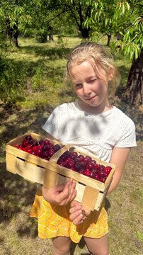 Young Girl in Cherry Orchard Holding a Basket of Fresh Cherries