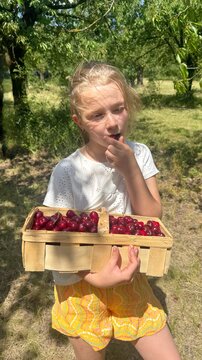 Young Girl in Cherry Orchard Holding a Basket of Fresh Cherries