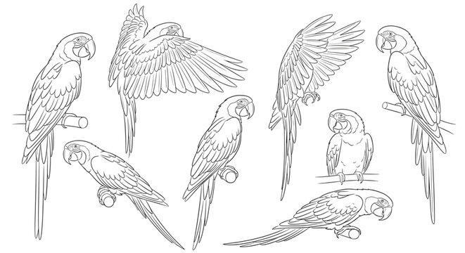 Detailed line art collection showing a parrot in eight different poses including sitting flying and preening its feathers.