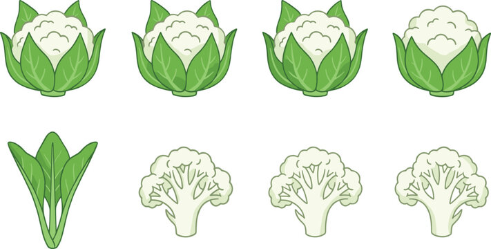 Fresh Cauliflower and Spinach Vegetable Vector Illustration Set Featuring Whole Cauliflower Heads Cross Section Florets and Green Leaves Graphic Elements