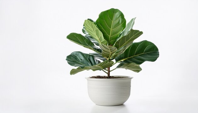 modern ficus lyrata in white pot fiddle leaf fig indoor plant isolated on white background