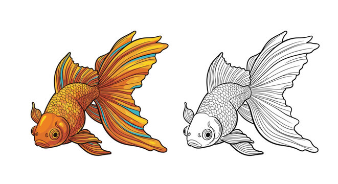 Elegant fancy goldfish with a large flowing tail shown in both vibrant colors and a detailed black and white line art version.