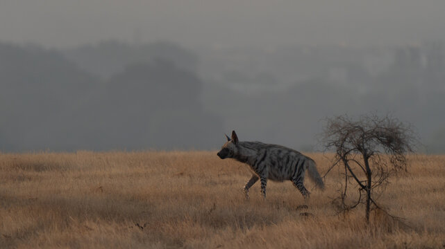 Striped hyena adult portrait in an Indian grassland at sunrise, with a misty and mysterious background
