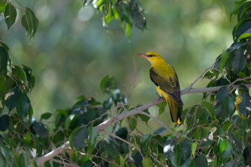 Obraz premium Indian golden oriole portrait posing on a tree branch, distinguishable from the Eurasian golden oriole by the black of the eye stripe extending behind the eye