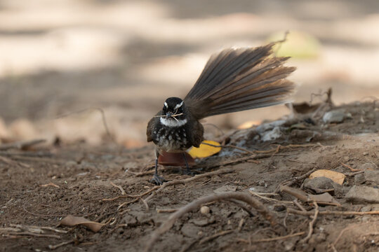 White-spotted fantail portrait on the ground in an Indian garden. Frequent visitors of urban parks, very peculiar fan shaped tail open visible