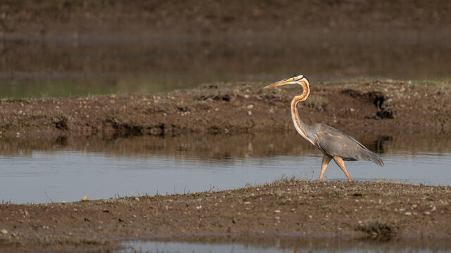 Purple heron beautiful adult individual hunting in a waterhole with the walking slow technique. Side view profile at sunset, highlighting purple plumage colors