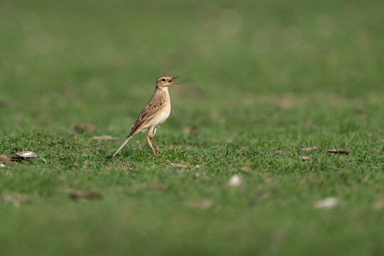 Paddyfield pipit portrait walking in the grassland at sunset. Side view profile