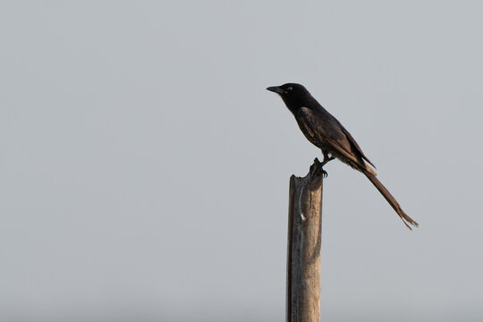 Black drongo posing in a wood piece at sunset in the Indian countryside