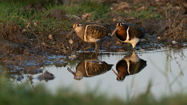 Greater painted-snipe adult couple portrait feeding in a wetland. Beautiful plumage colors and sexual dimorphism and dichromatism; female plumage with brightly colors