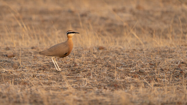 Indian courser portrait in the grassland at sunrise. beautiful plumage colors orange and red and white legs