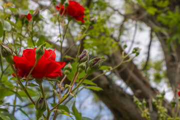 Obraz premium Red rose blossoms and unopened buds growing on garden shrub with natural bokeh and spring foliage