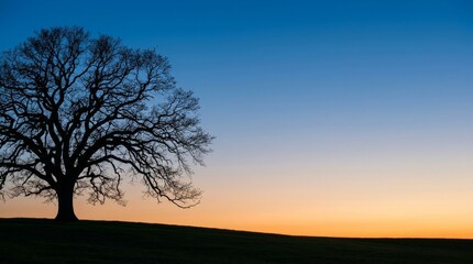 Fototapeta premium Solitary Ancient Tree Silhouette Against Minimalist Gradient Sky at Dusk