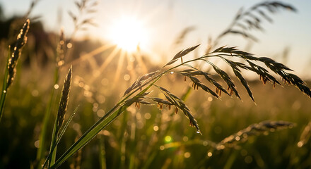 Fototapeta premium Golden sunrise over green grass field with dew drops sparkling