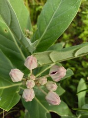 Obraz premium green leaves on a tree