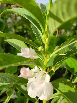 Close up of Impatiens balsamina petals (Pacar air), commonly known as balsam, garden balsam, rose balsam, touch-me-not or spotted snapweed for funeral or memorial service.