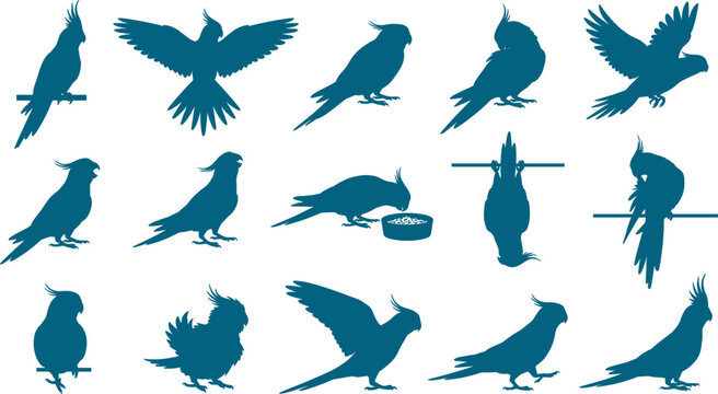 Set of cockatiel parrot silhouettes representing small crested birds in various active poses