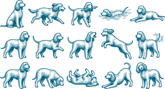 Variety set of cocker spaniel dog sketches illustrating different playful behaviors and canine poses