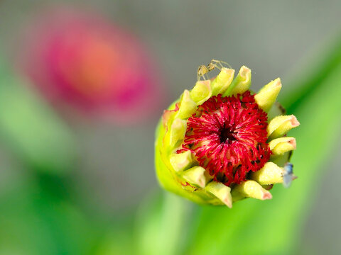 The rad and yellow zinnia bud macro shot
