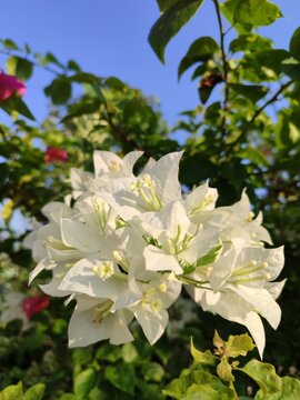 White bougainvillea flowers