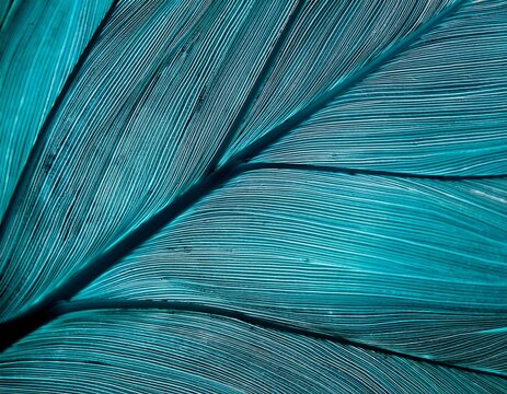 elegant closeup of translucent teal leaves with intricate vein patterns showcasing delicate nature textures and organic beauty for creative design inspiration and decorative purposes