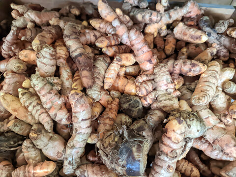A close-up shot of a large pile of fresh, organic turmeric roots with distinctive bright orange flesh showing through the rough brown skin.