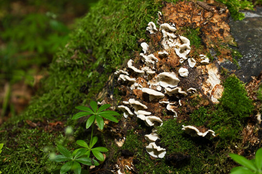 An old moss-covered tree trunk in a dense forest serves as a habitat for numerous small white bracket fungi. A tiny green plant with vibrant leaves contrasts beautifully against the damp bark and fore