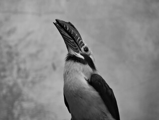 visayan hornbill © Przemyslaw Klimczak
