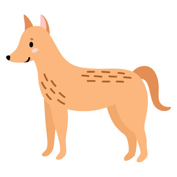 Australian animal is wild mammal. Cute dingo dog. Vector illustration in flat cartoon style.