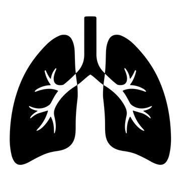 human lungs vector illustration