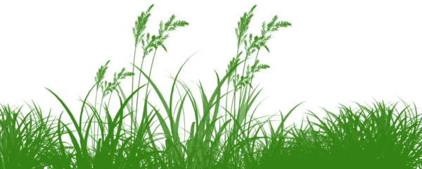 Fototapeten Grün Green grass and plants growing naturally outdoors in landscape  © Zakir