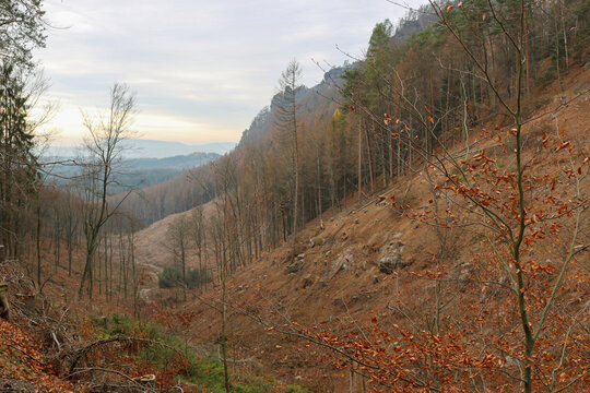 Forest Valley in the Czech Countryside