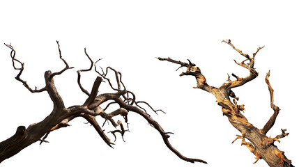 Fototapeta premium Two dry dead tree trunks isolated on plain white background with isolated background withered landscape environmental woodland weathered environment hardwood material