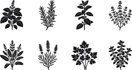 Set of black and white culinary herb silhouettes featuring basil rosemary mint thyme sage lavender parsley oregano vector illustration © Sobuz